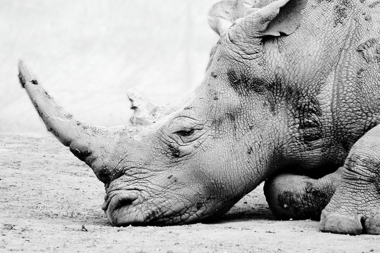 rhino mosi O-A Tunya